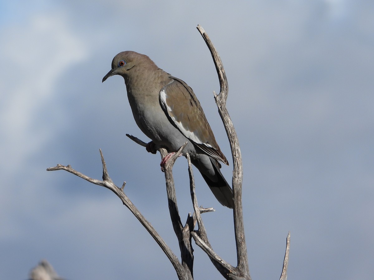 EBird Checklist - 8 Mar 2024 - Ash Canyon Bird Sanctuary (closed ...