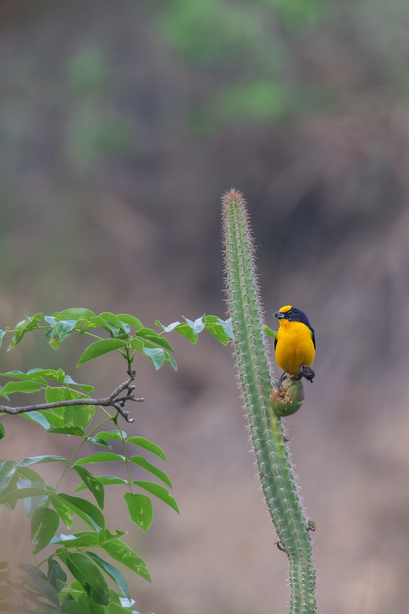 Thick-billed Euphonia (Black-tailed) - Victor Castanho