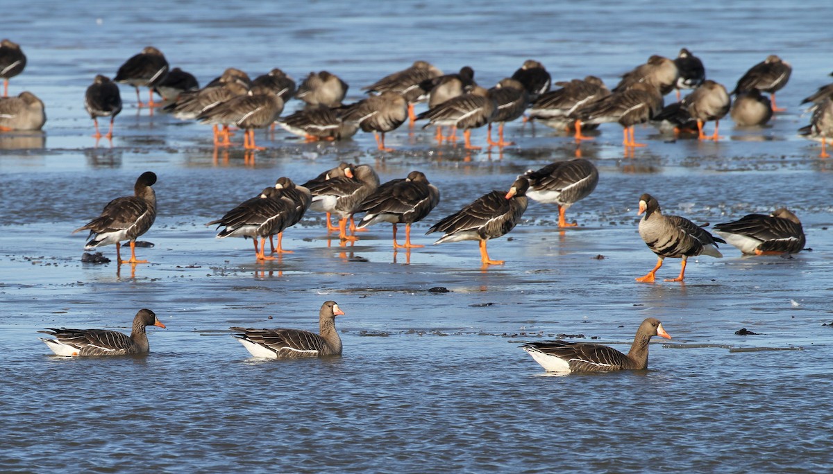 Greater White-fronted Goose - ML615807162