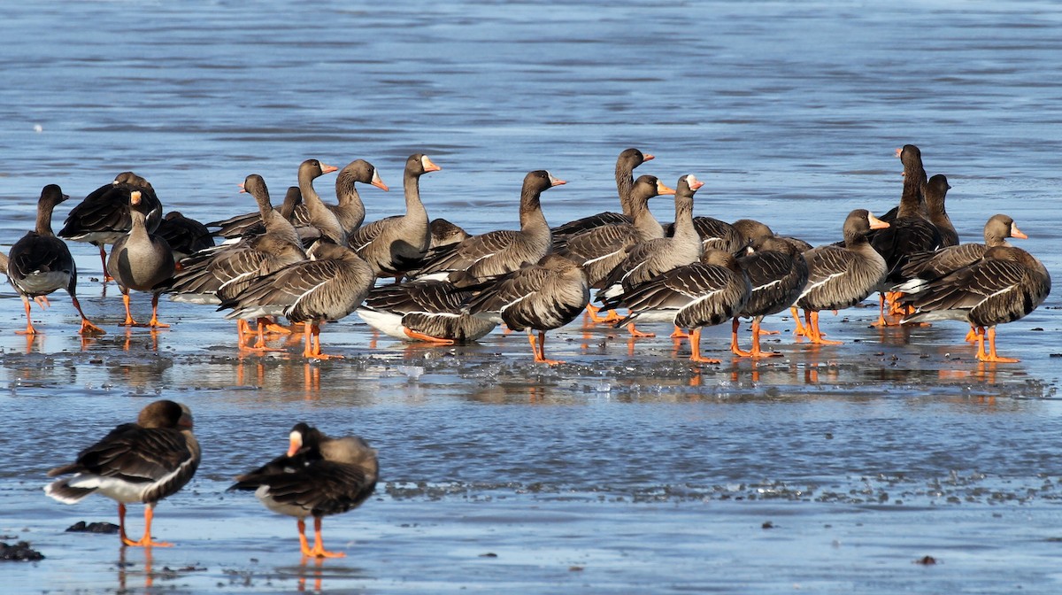 Greater White-fronted Goose - ML615807163
