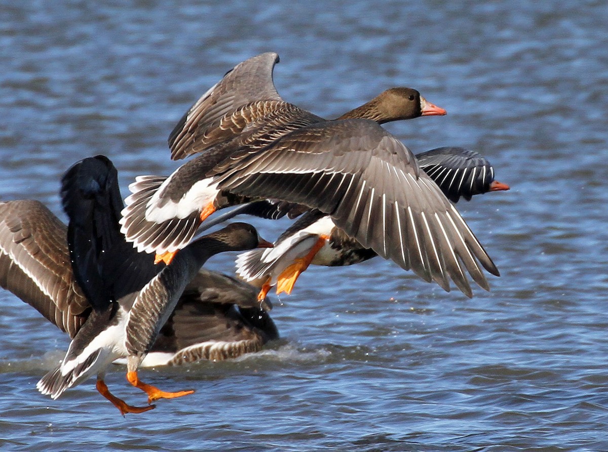 Greater White-fronted Goose - ML615807164