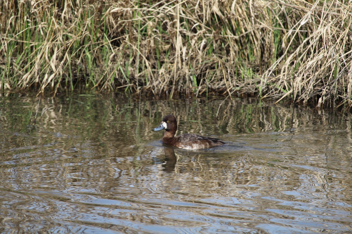 Greater Scaup - ML615807260