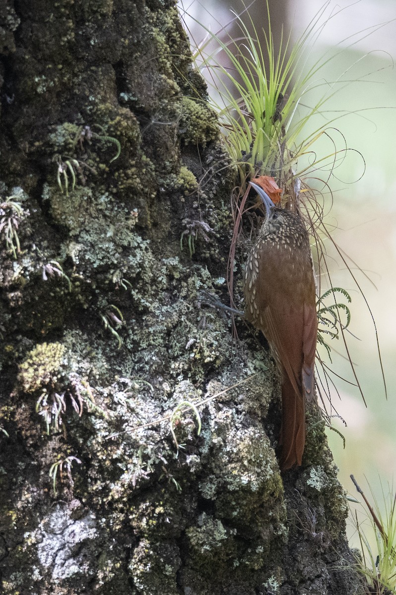 Spot-crowned Woodcreeper (Northern) - ML615807634