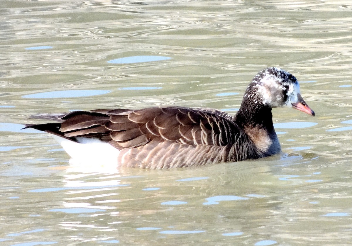Greater White-fronted x Canada Goose (hybrid) - ML615807660
