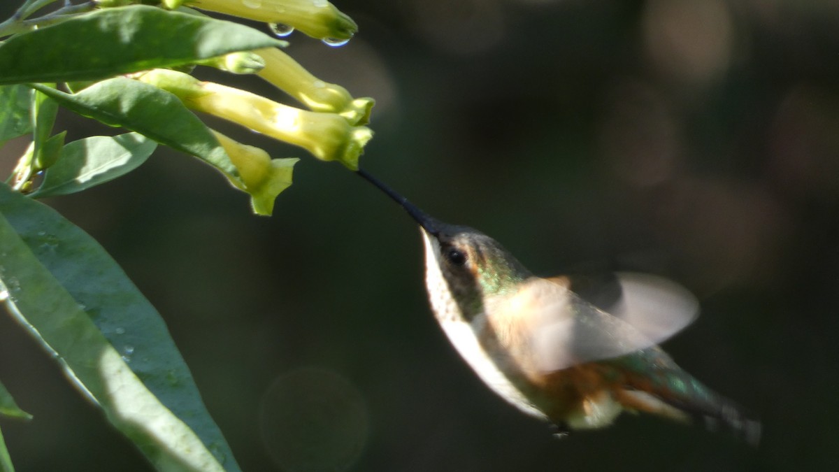 Allen's Hummingbird - Paul Clarke
