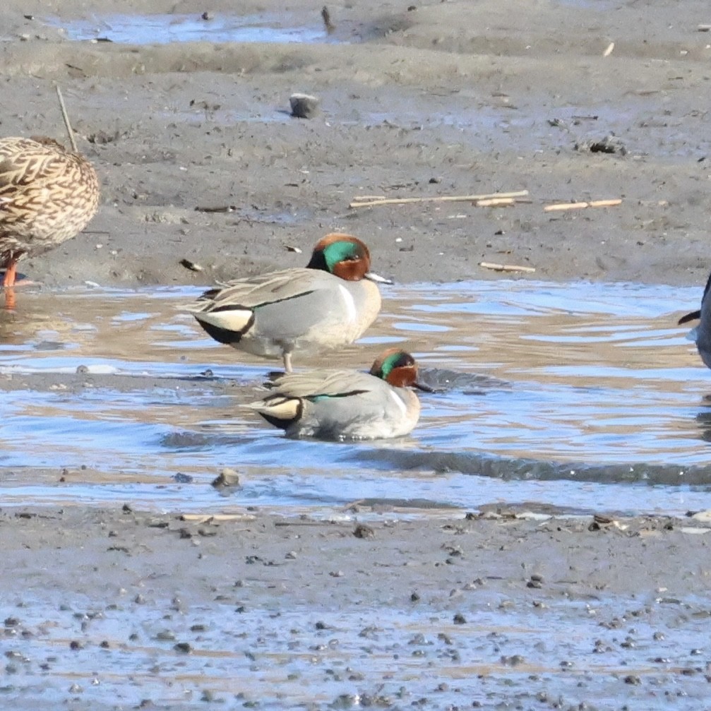 Green-winged Teal - ML615807809