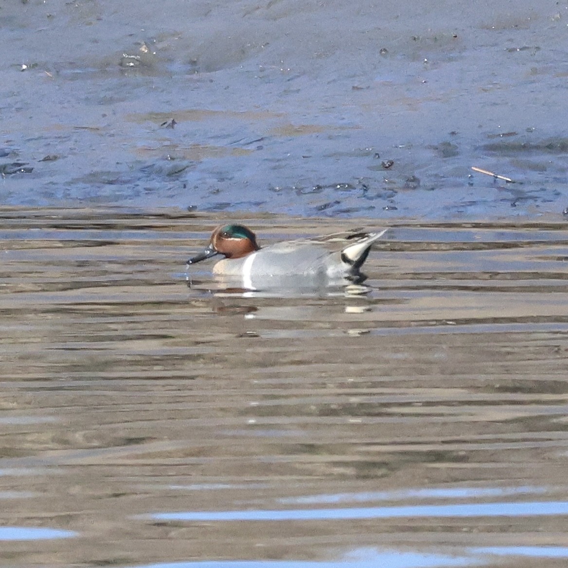 Green-winged Teal - ML615807810