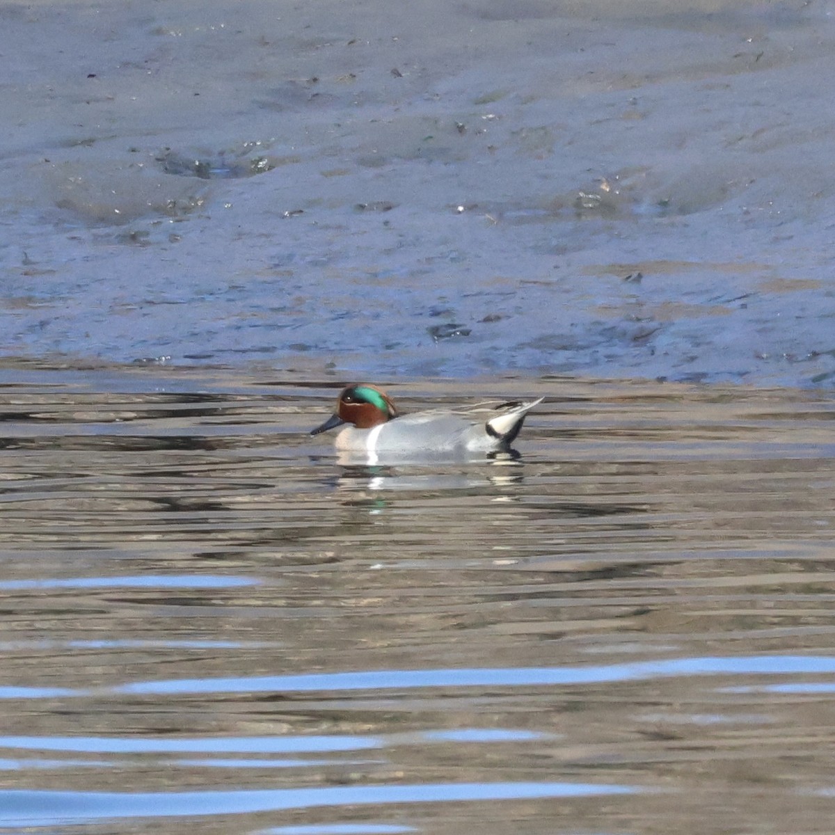 Green-winged Teal - ML615807811