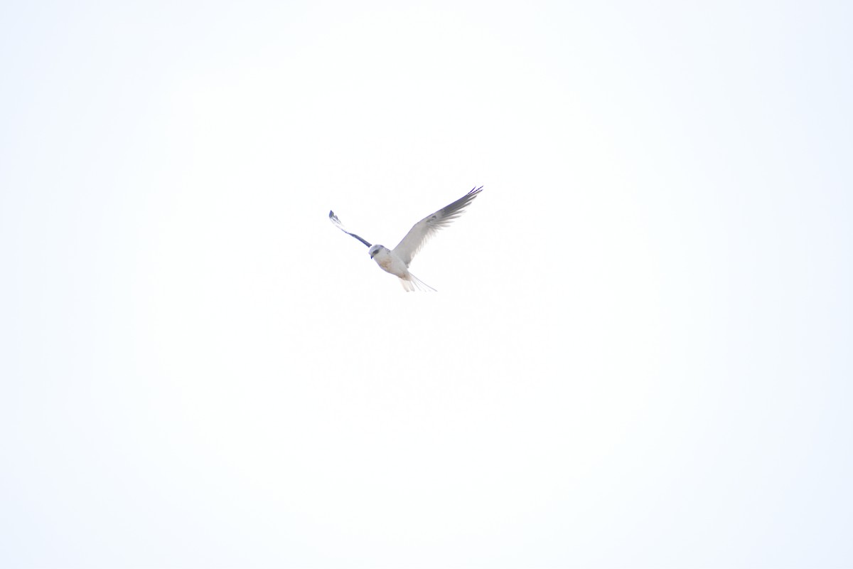 White-tailed Kite - ML615807820