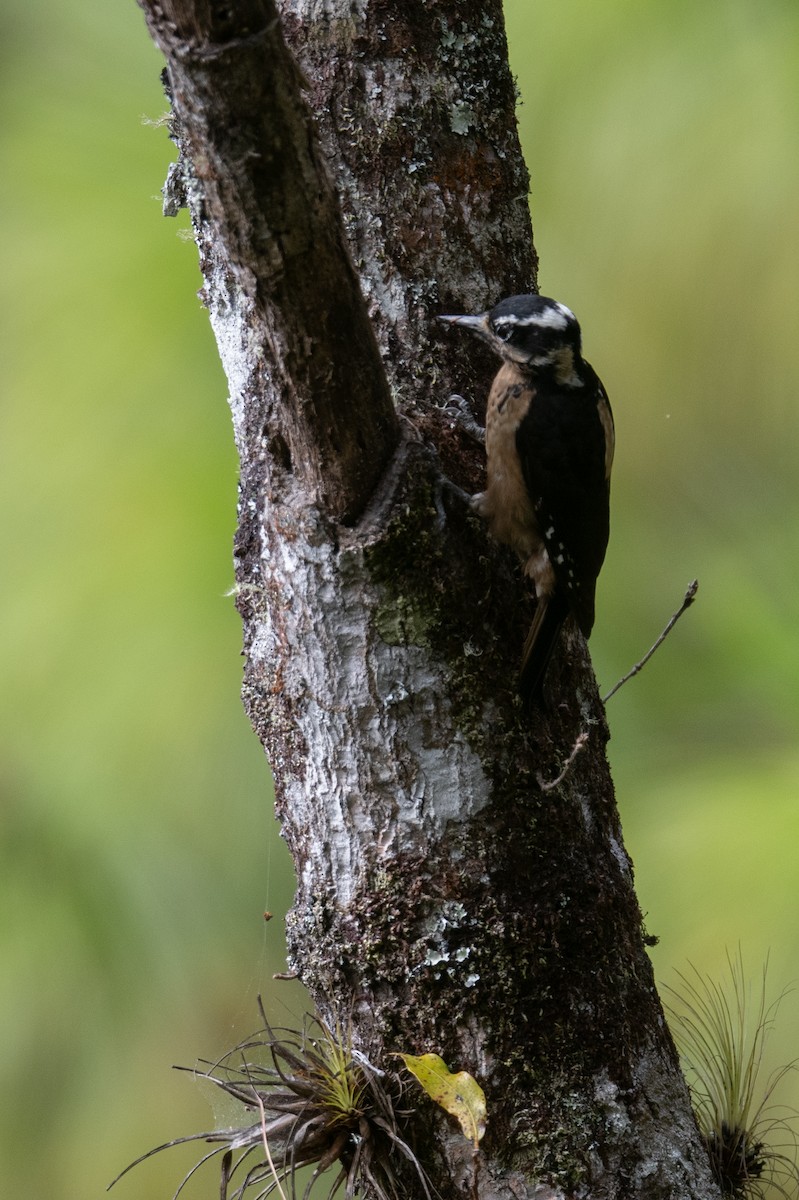 Hairy Woodpecker (South Mexican) - ML615807885