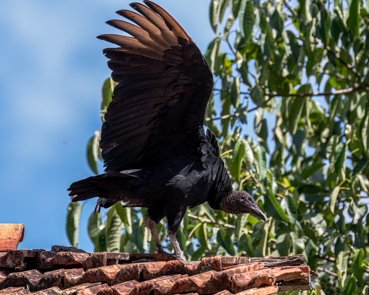Black Vulture - Victor Pássaro