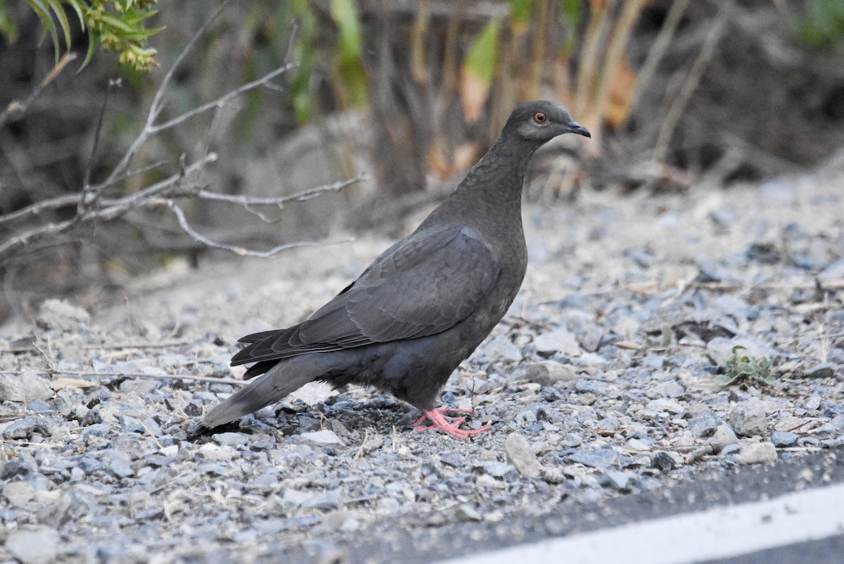 Chilean Pigeon - ML615808189