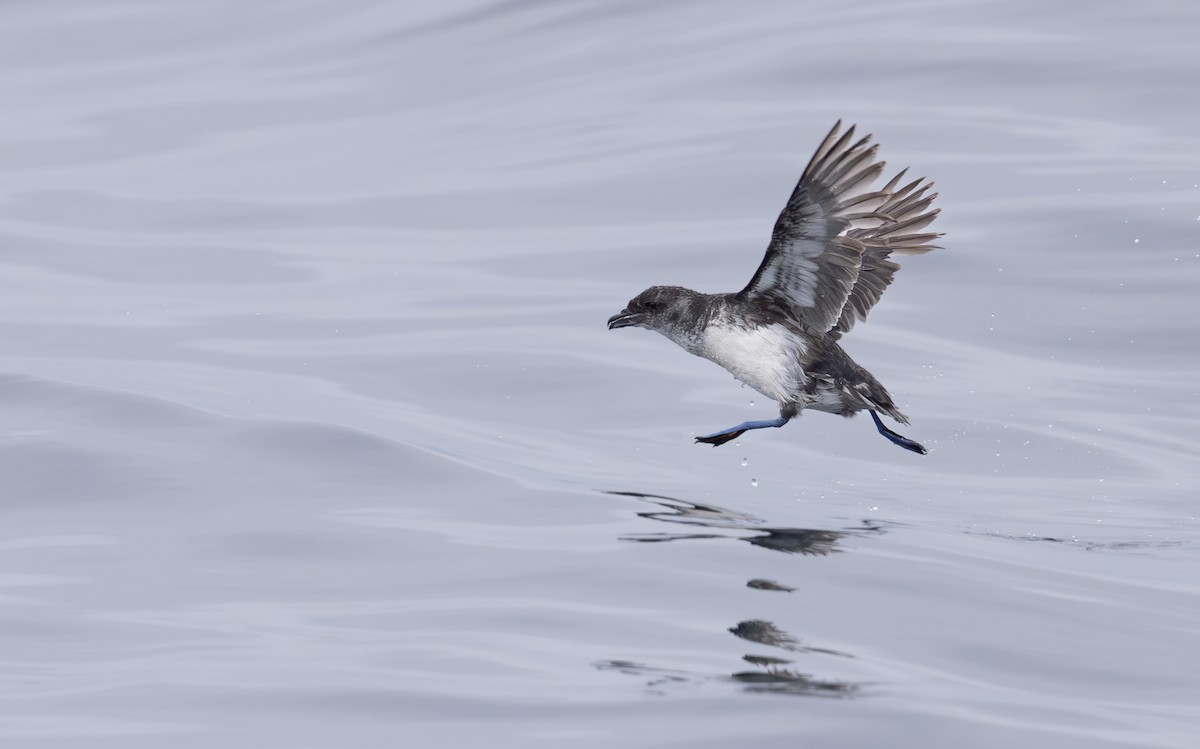 Common Diving-Petrel - Caiden B