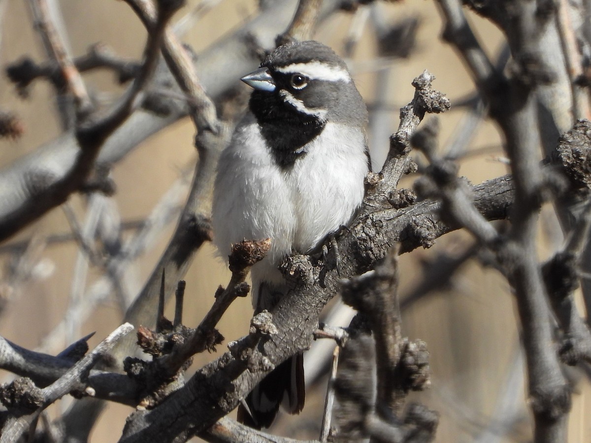 Black-throated Sparrow - ML615808454