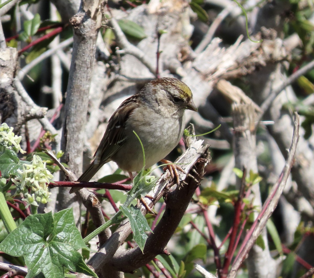 Golden-crowned Sparrow - ML615808704