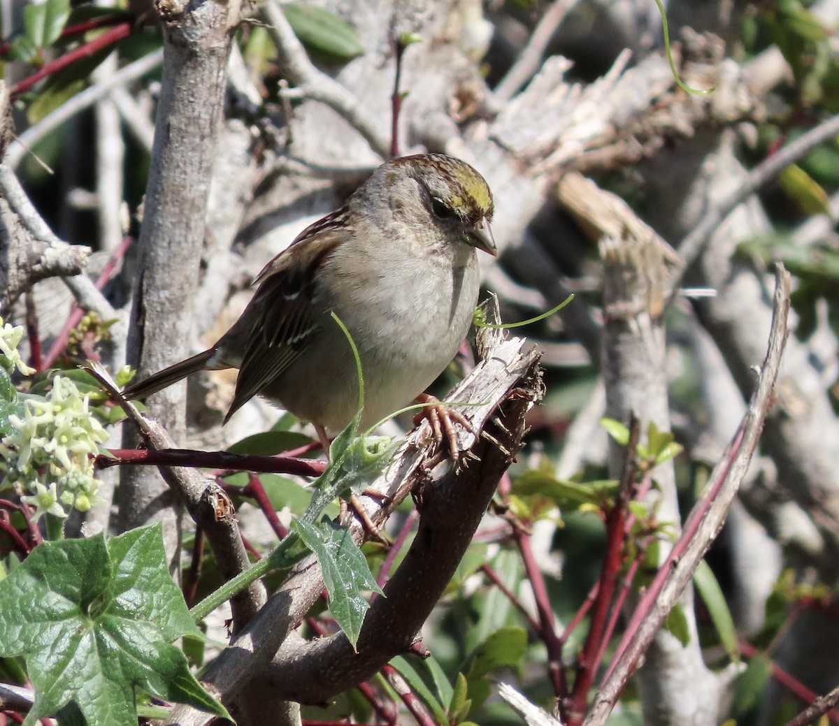 Golden-crowned Sparrow - ML615808706