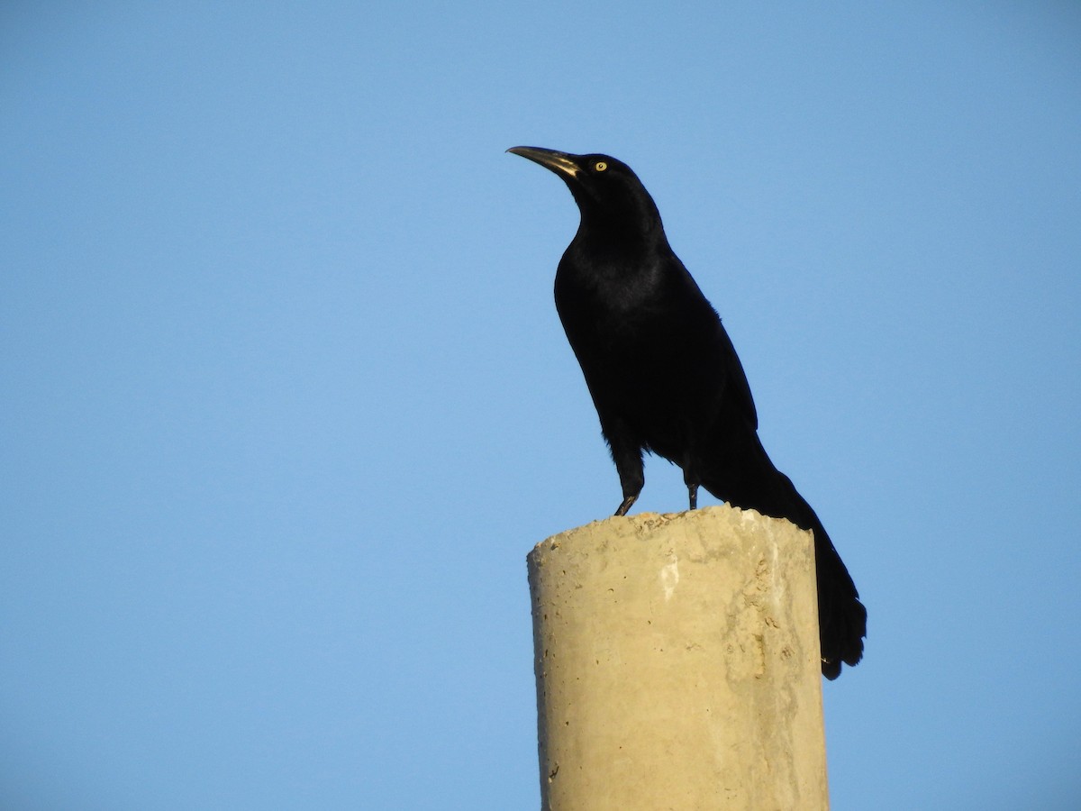 Great-tailed Grackle (Great-tailed) - ML615808890