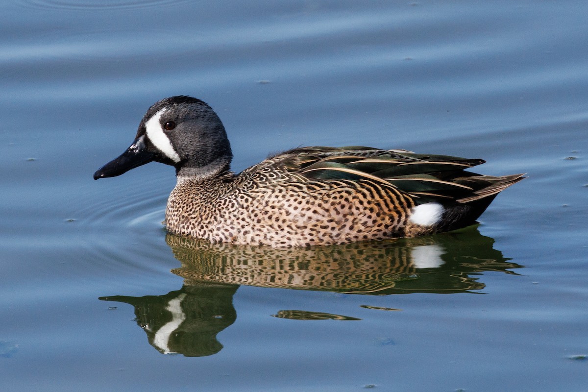 Blue-winged Teal - ML615808905