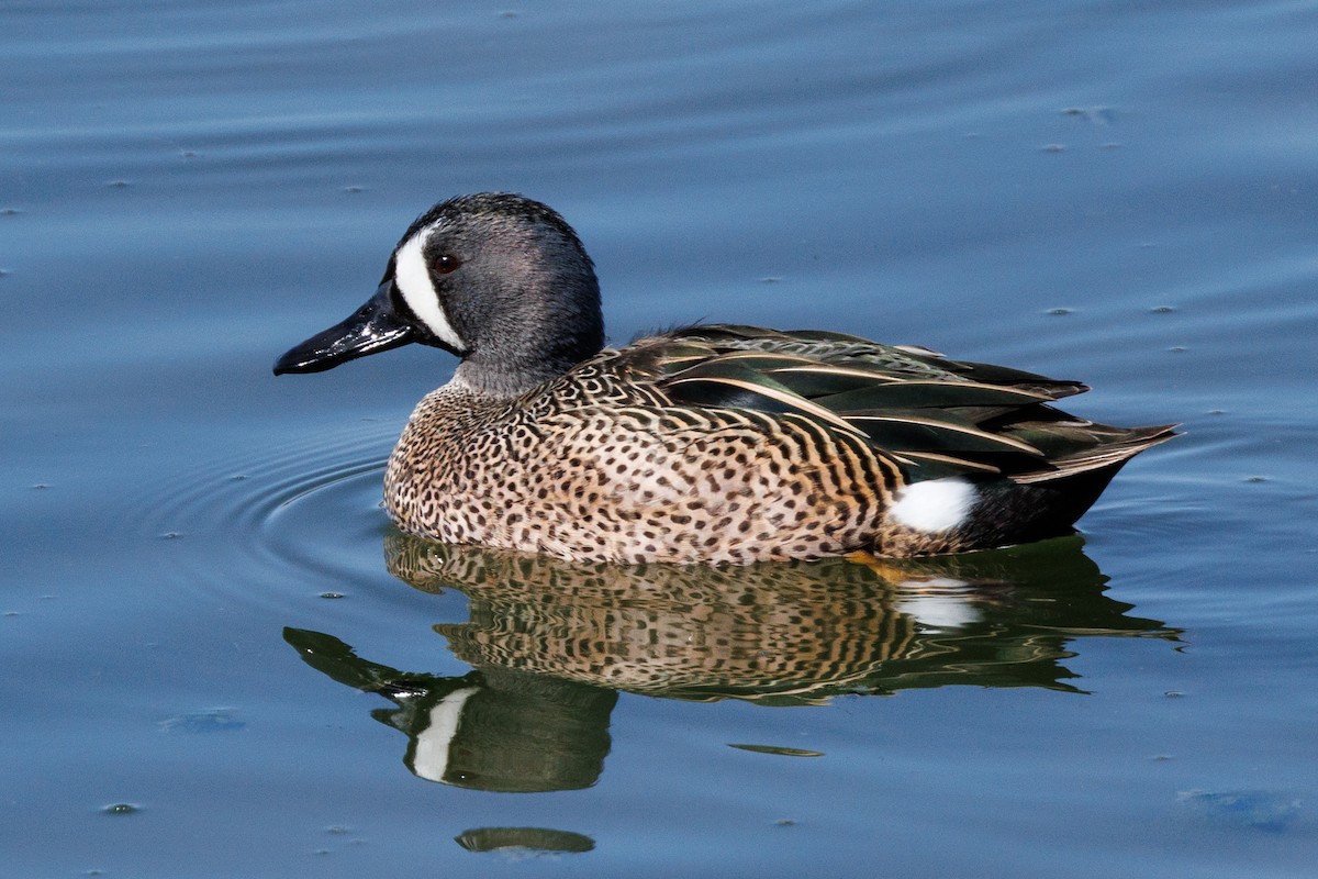 Blue-winged Teal - ML615808908