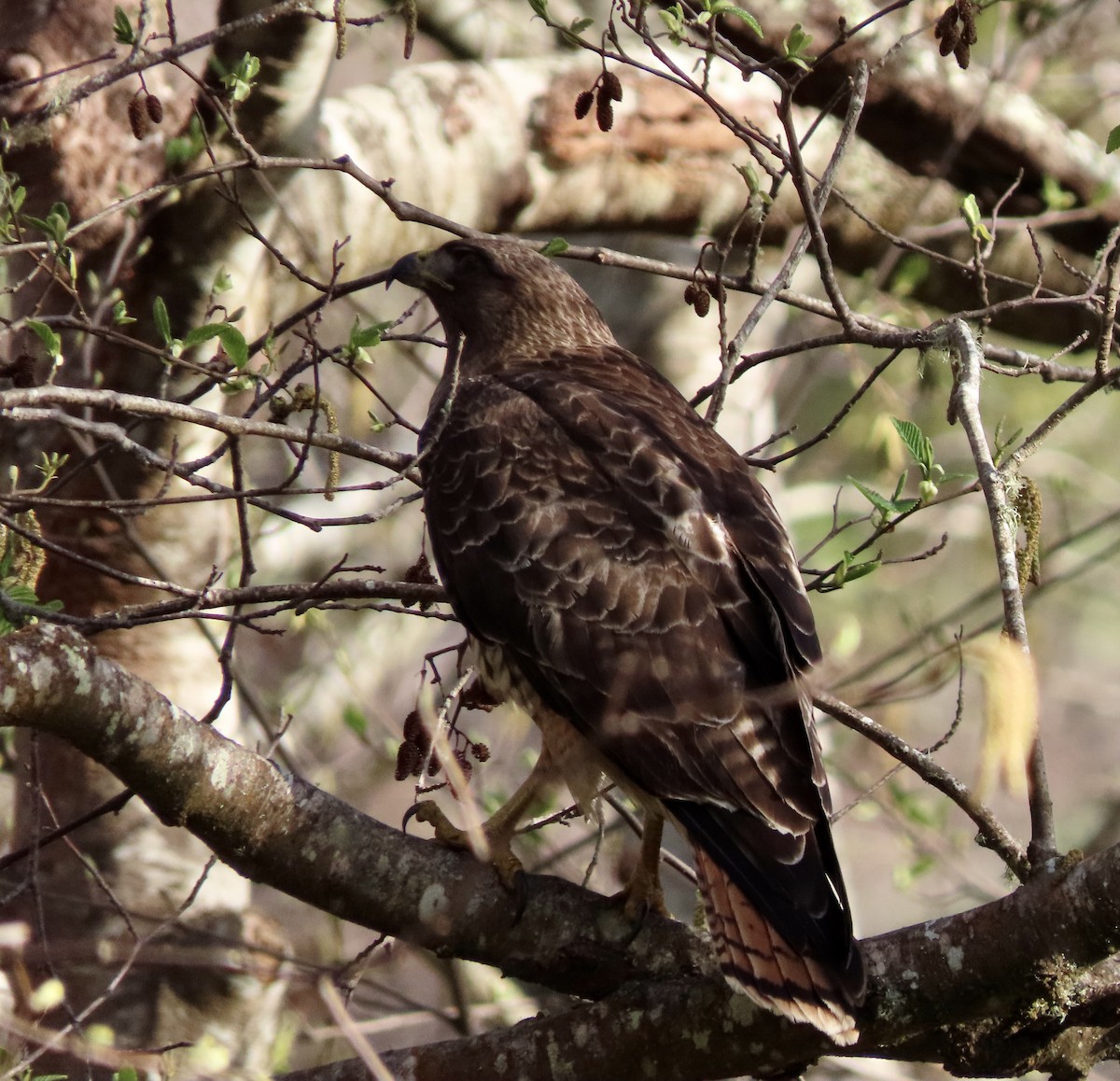 Red-tailed Hawk - ML615808920