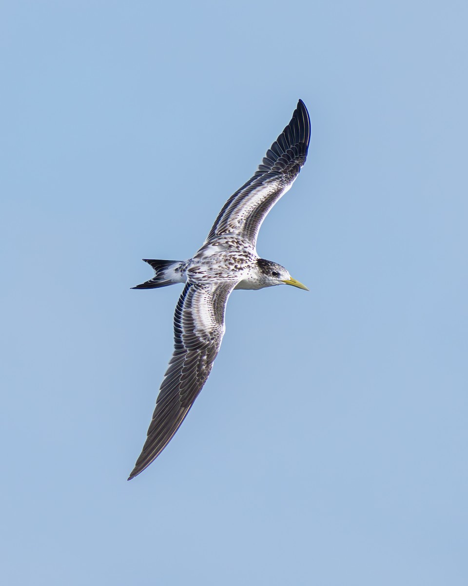 Great Crested Tern - ML615808940
