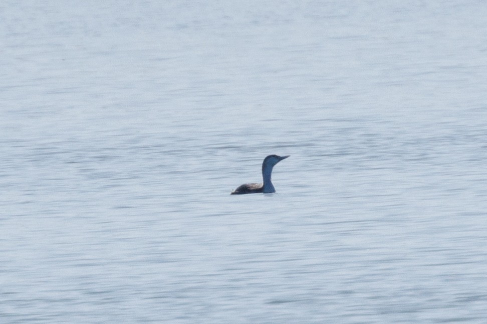 Red-throated Loon - ML615808966