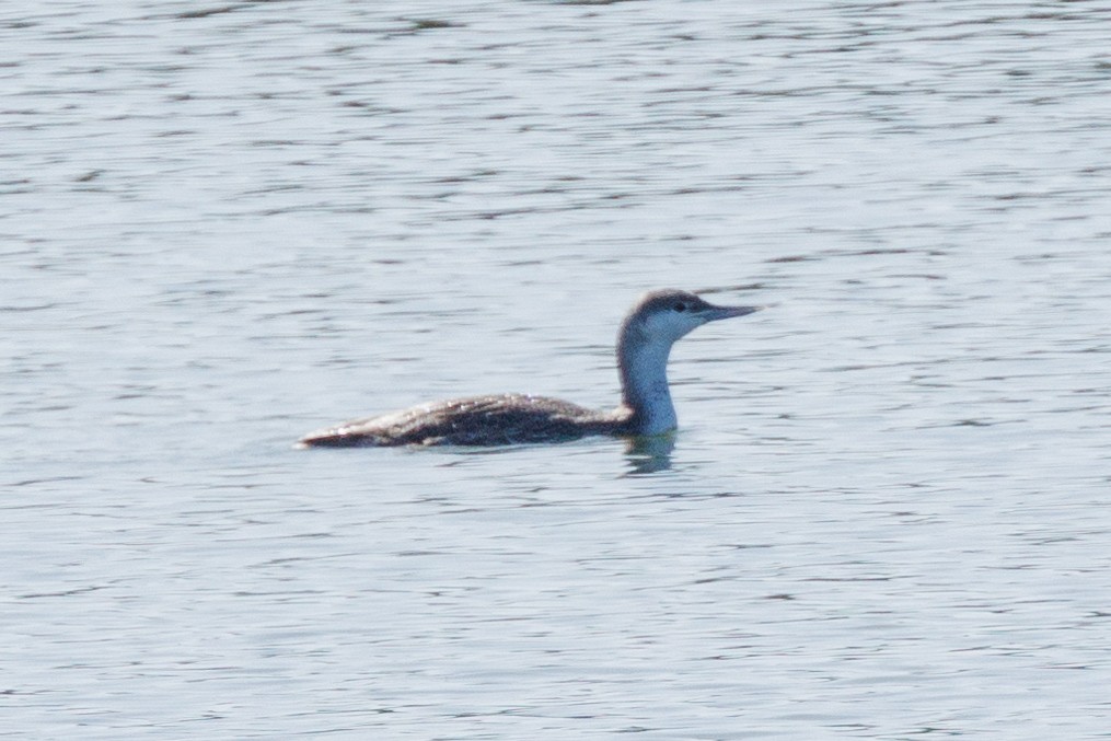 Red-throated Loon - ML615808977