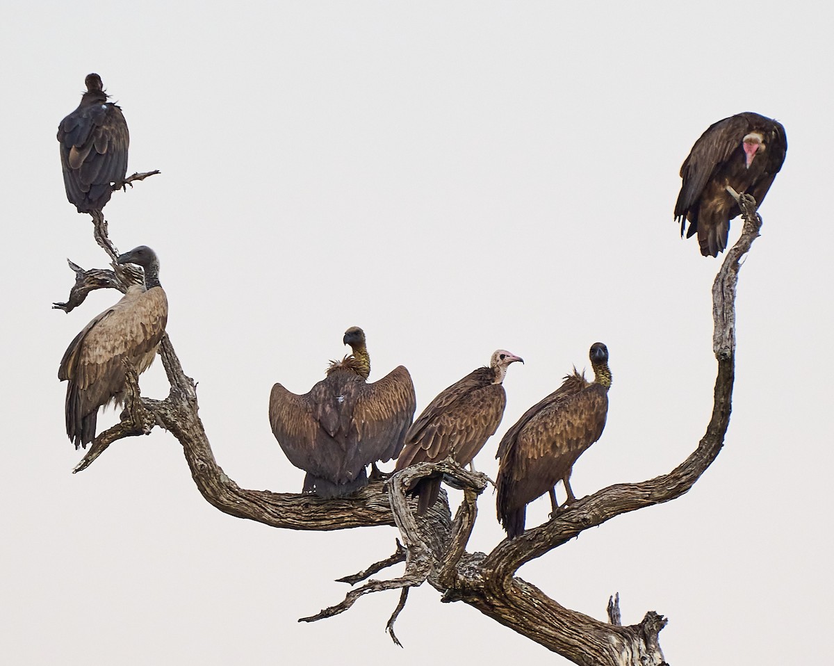 Hooded Vulture - ML615808982
