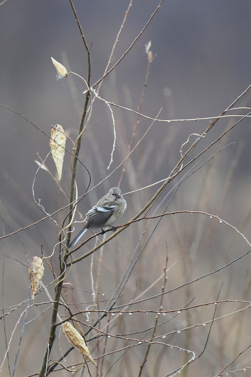 Long-tailed Rosefinch (Siberian) - xiaobo wang