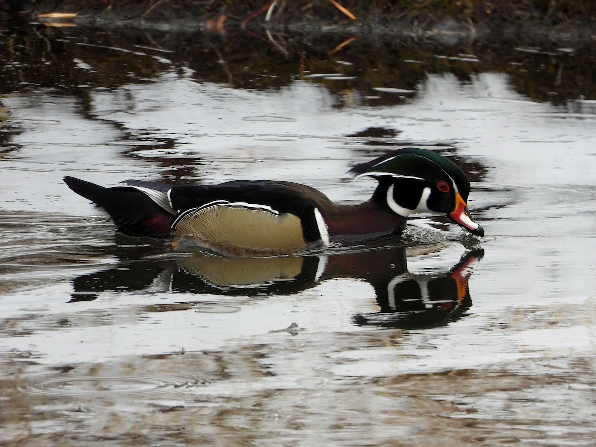 Wood Duck - Jeff Percell