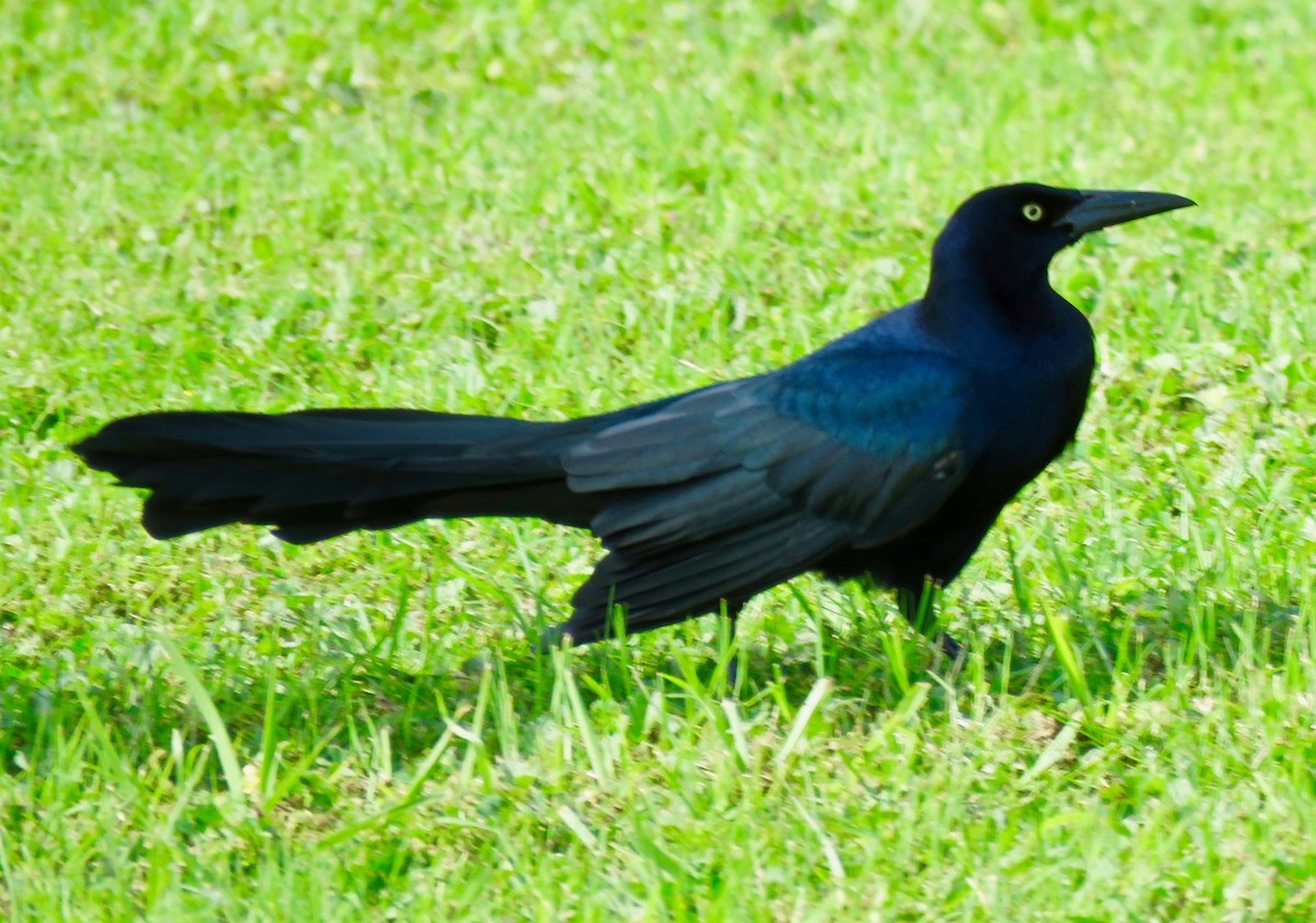 Great-tailed Grackle - ML615809161