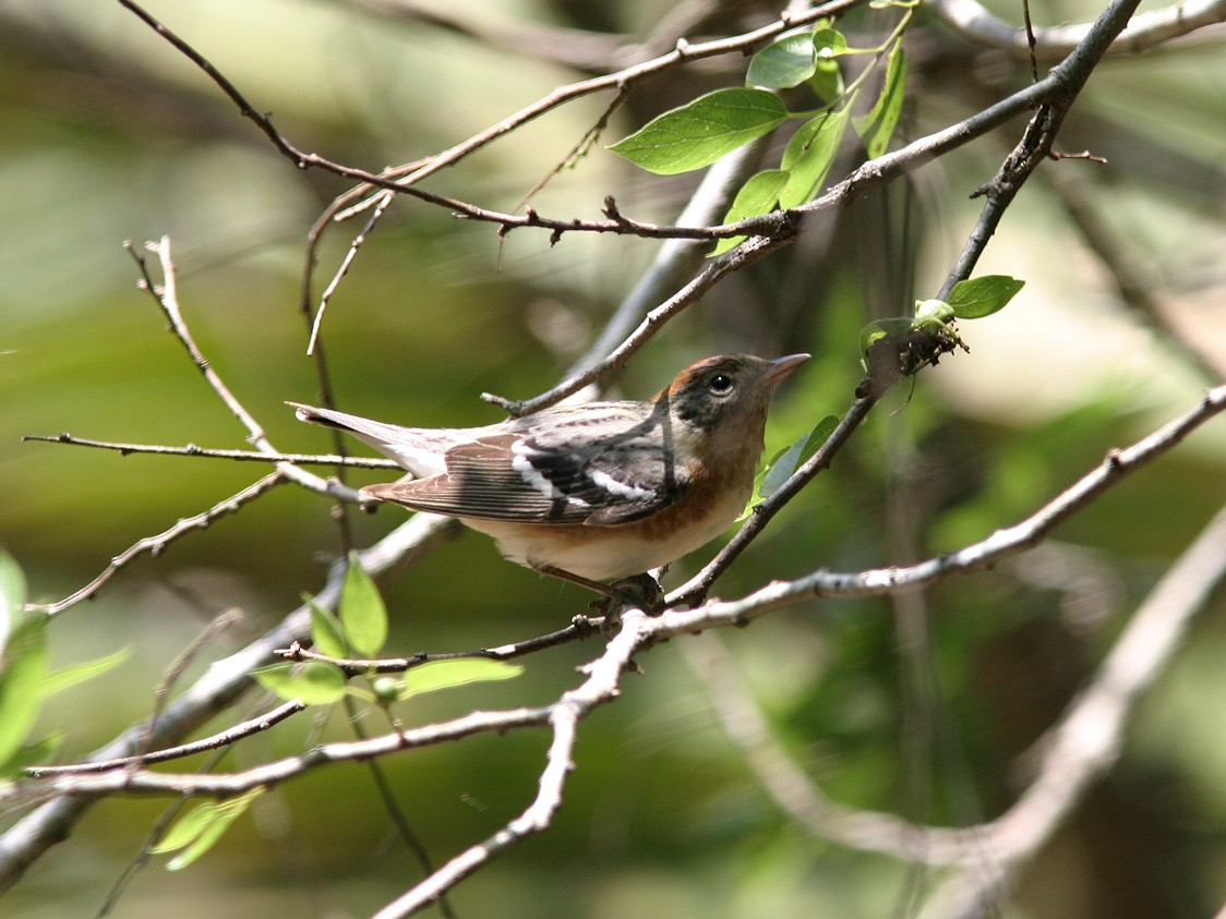 Bay-breasted Warbler - ML615809348