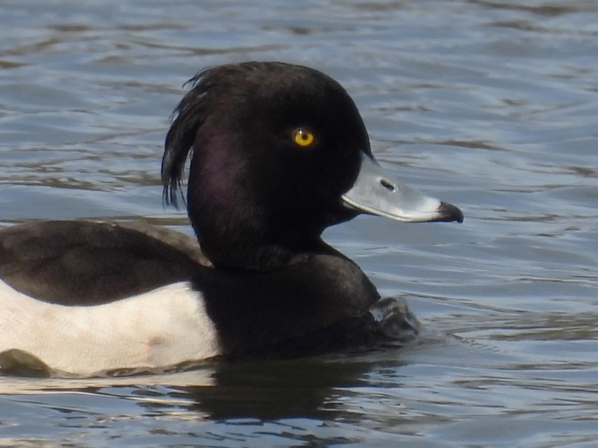 Tufted Duck - ML615809605