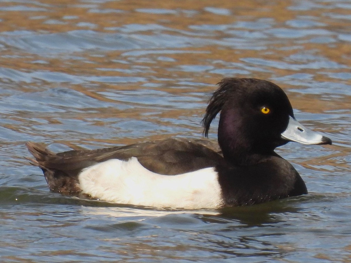 Tufted Duck - ML615809606