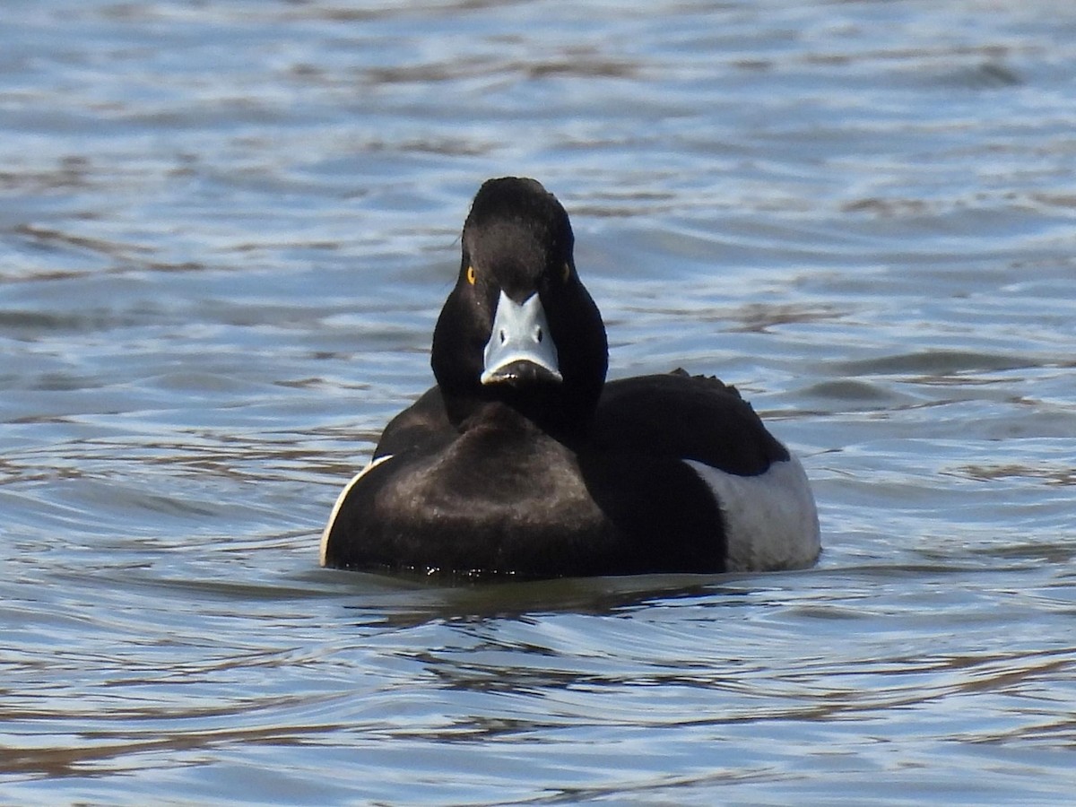 Tufted Duck - ML615809607