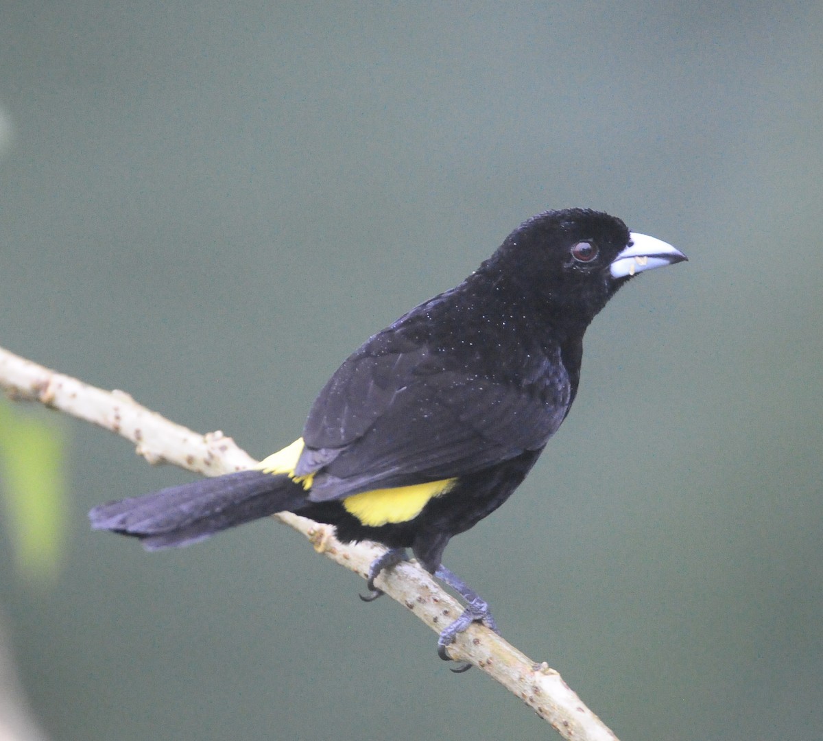 Flame-rumped Tanager - ML615809610