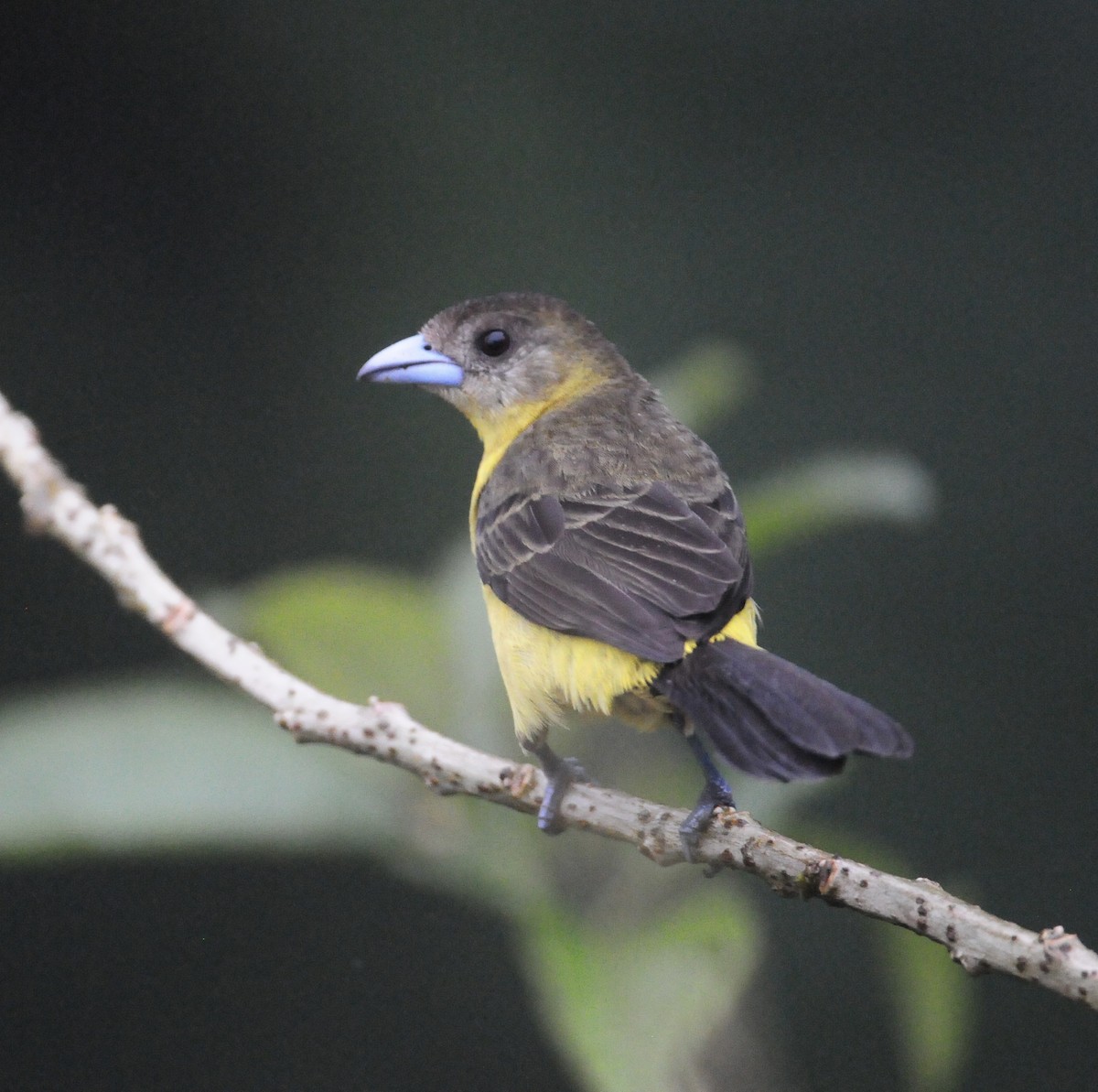 Flame-rumped Tanager - ML615809611