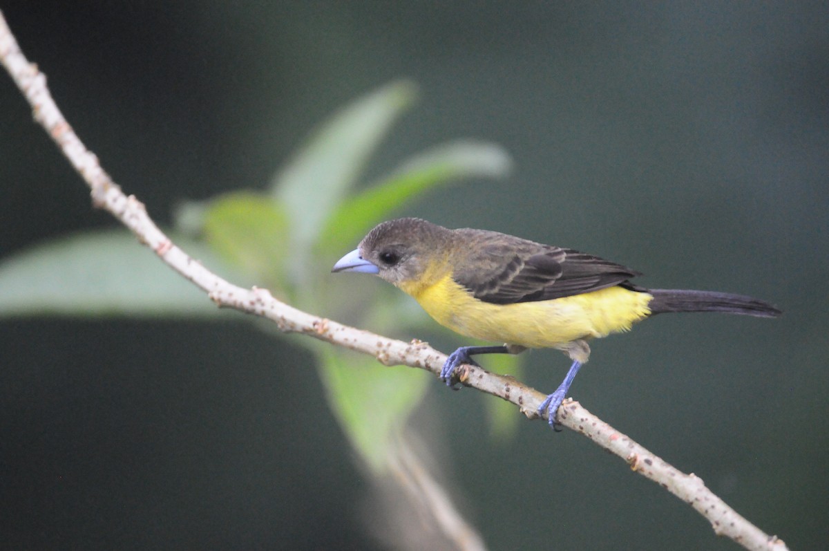 Flame-rumped Tanager - ML615809612