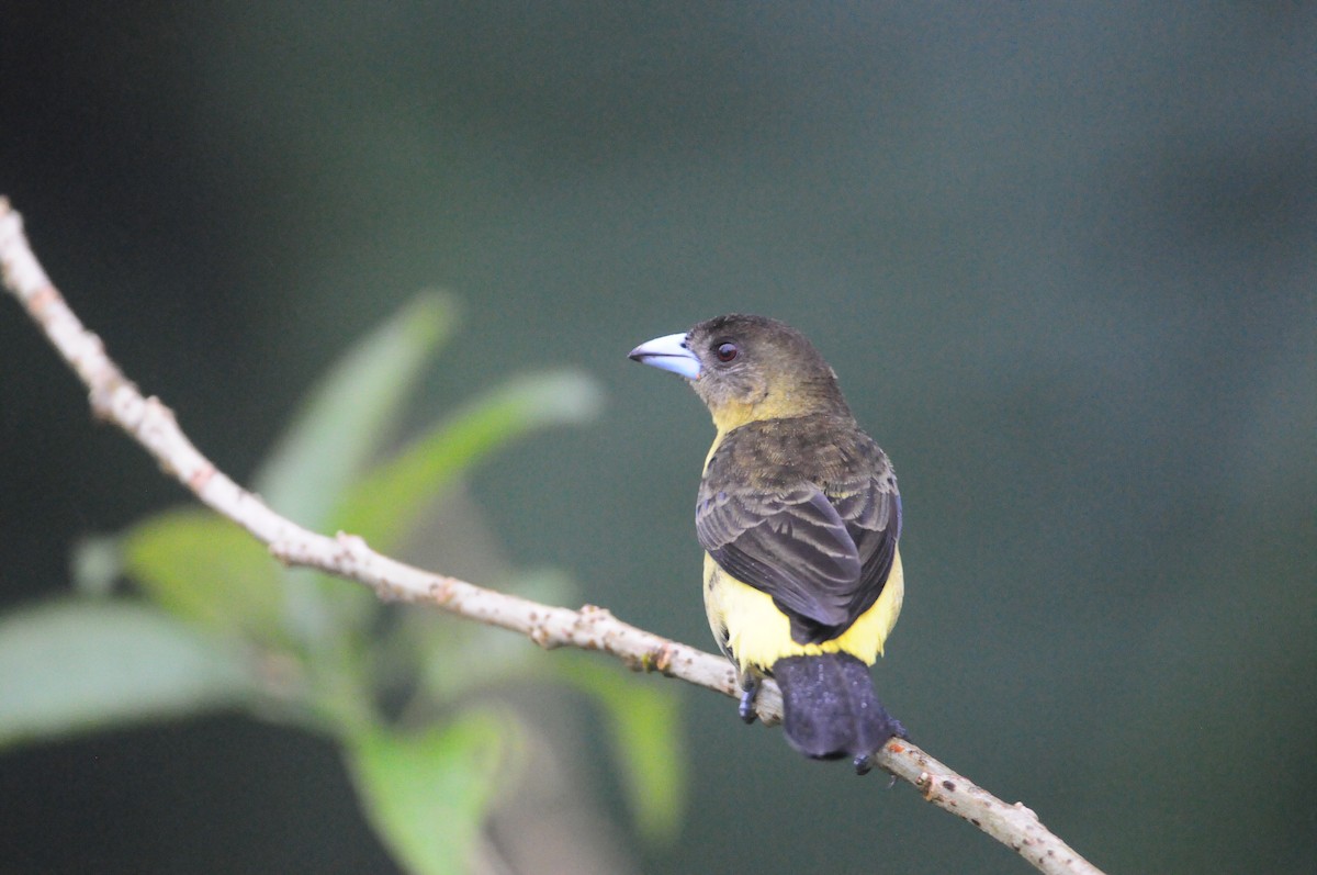 Flame-rumped Tanager - ML615809613