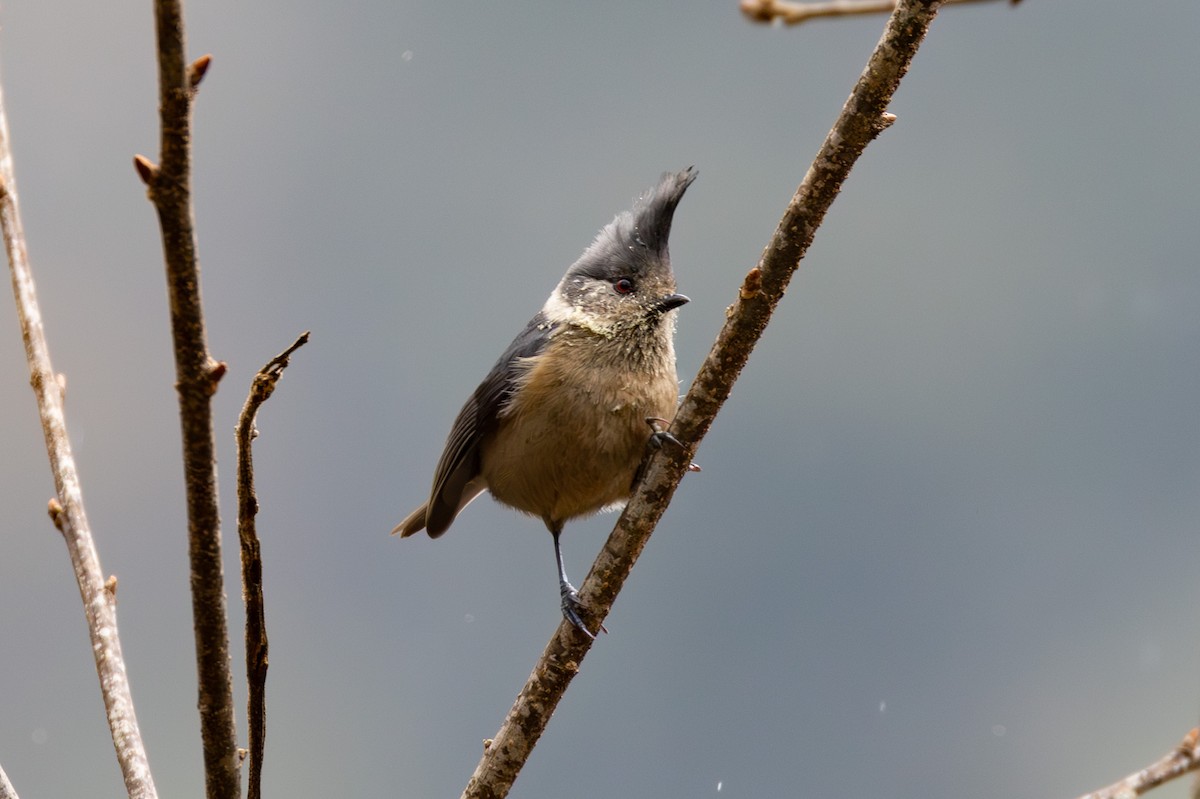 Gray-crested Tit - ML615809634