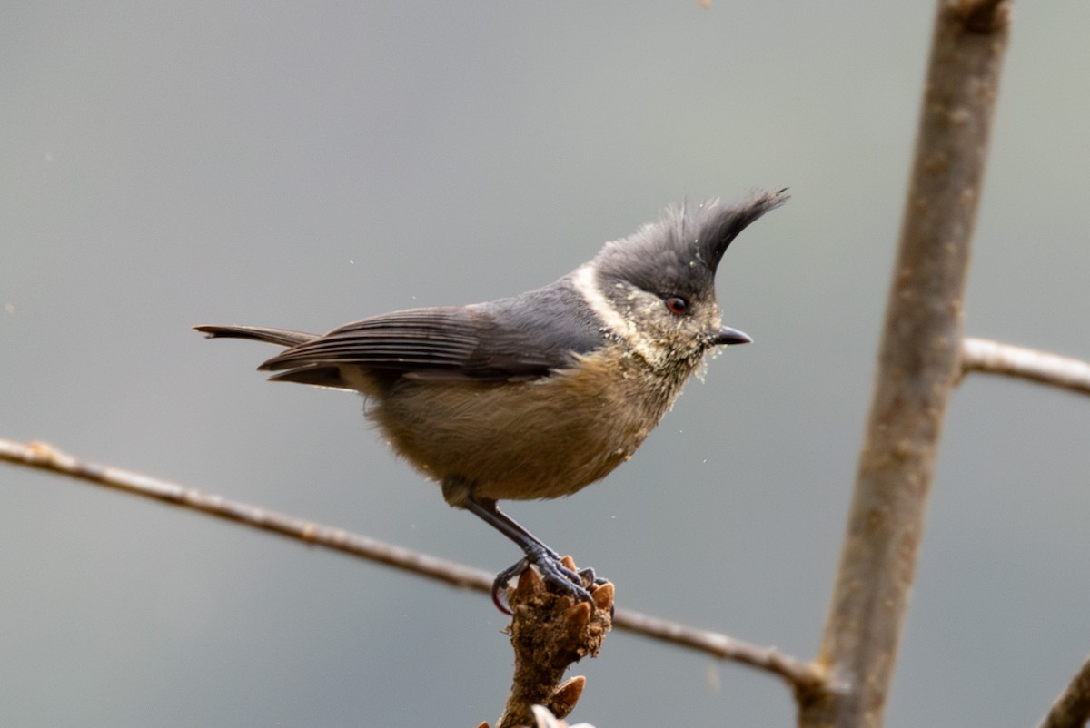 Gray-crested Tit - ML615809639
