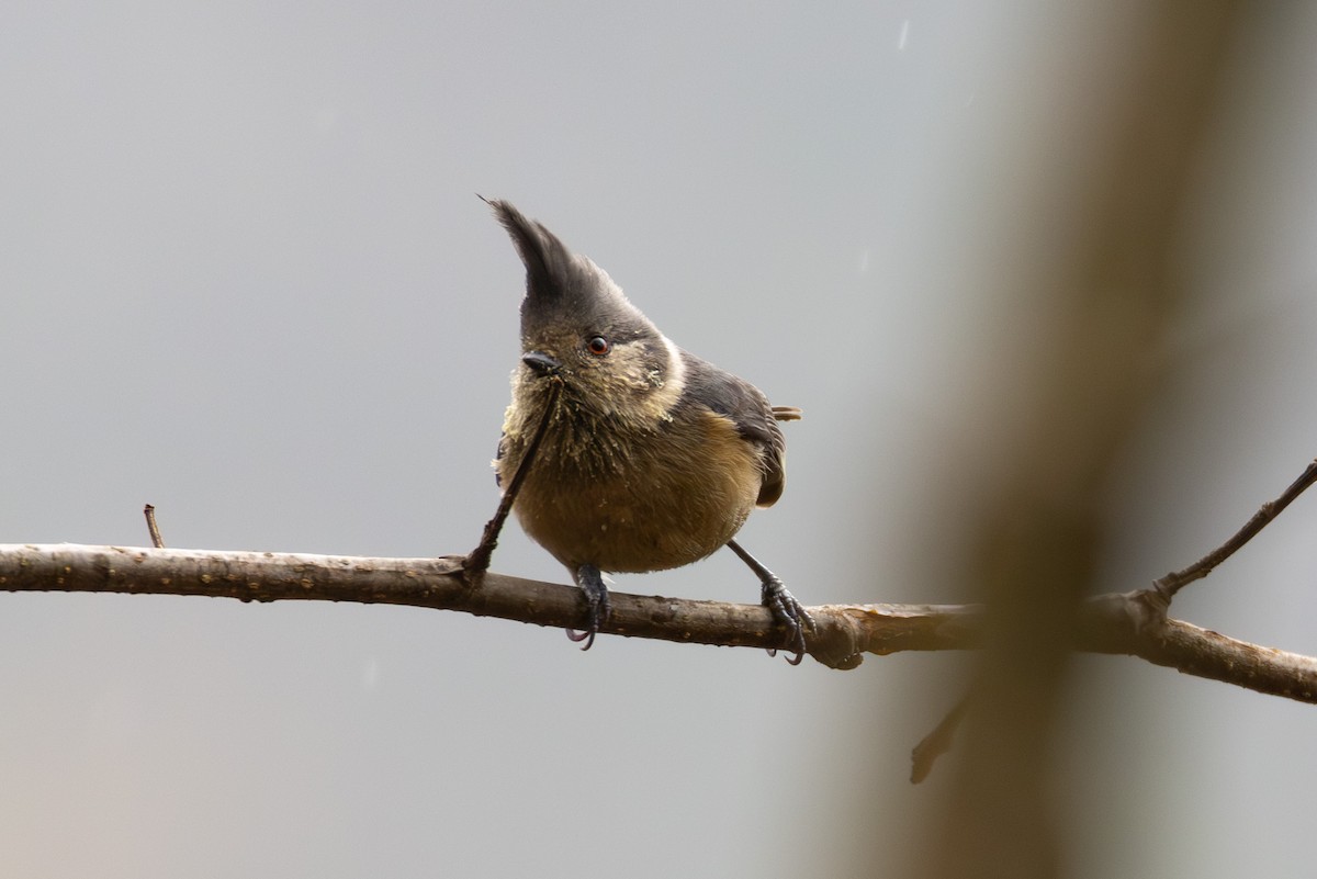 Gray-crested Tit - ML615809640