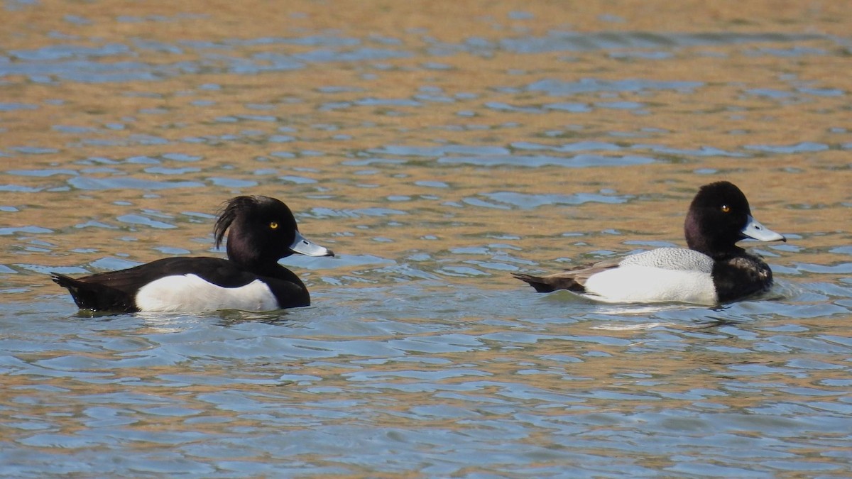 Tufted Duck - ML615809666