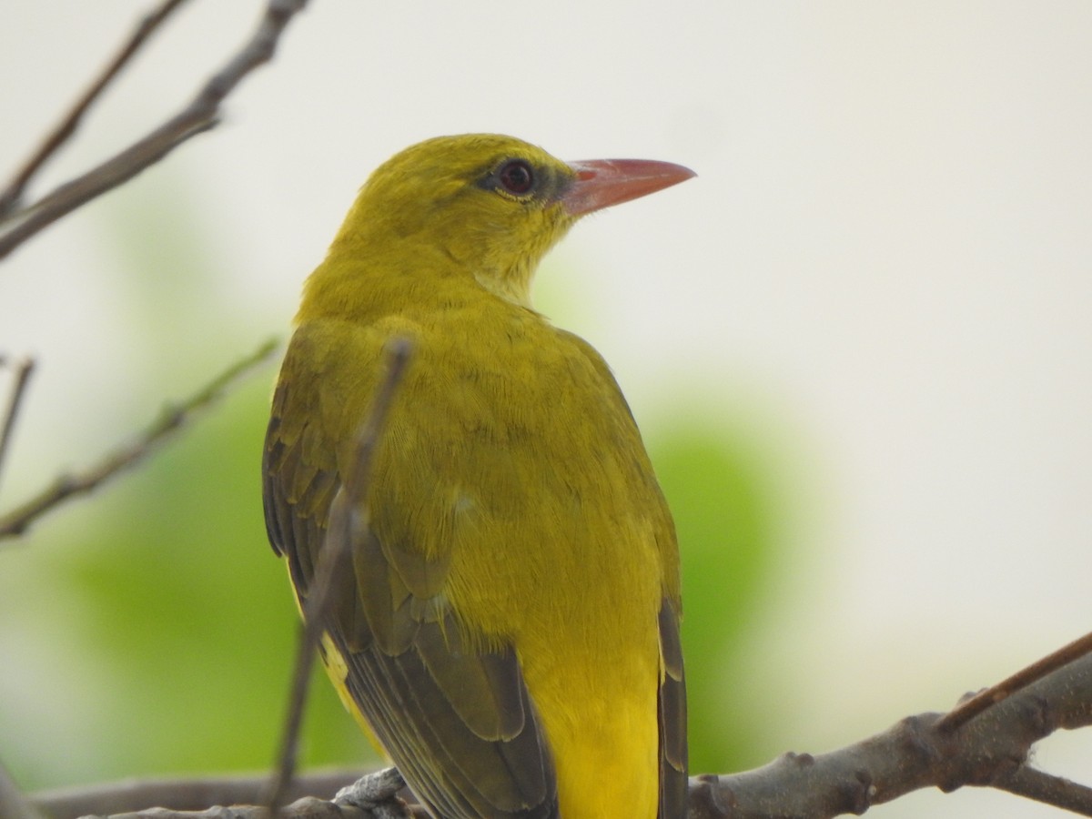 Indian Golden Oriole - ML615809685