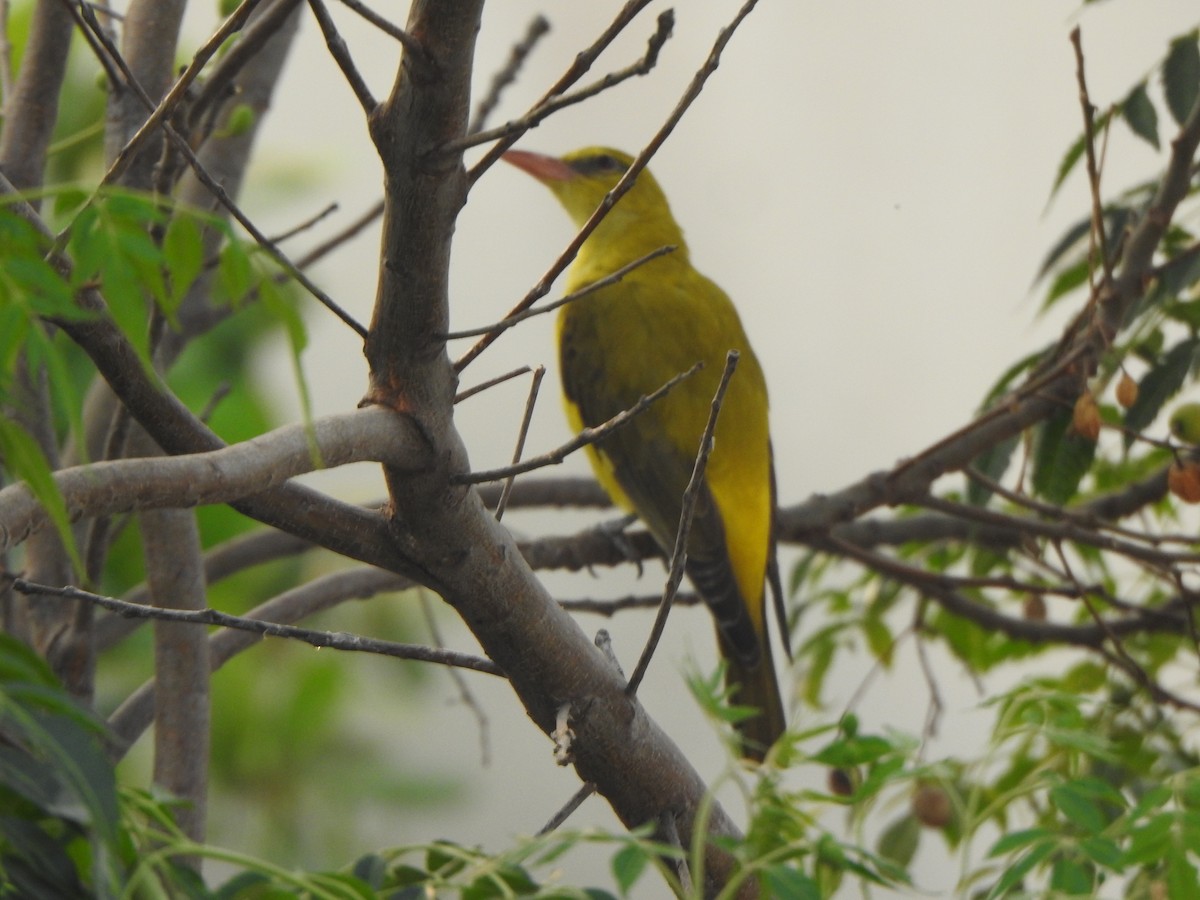 Indian Golden Oriole - ML615809690