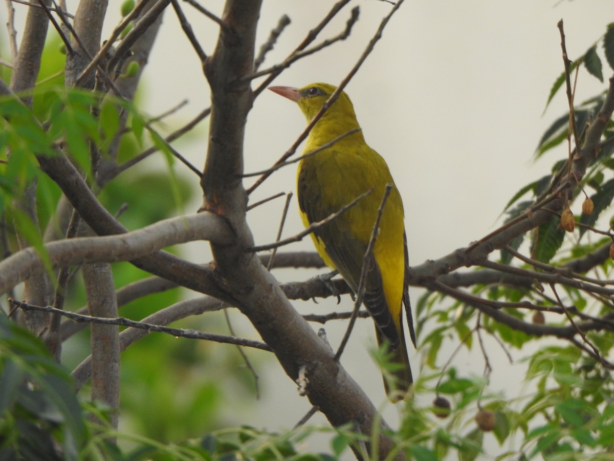 Indian Golden Oriole - ML615809691