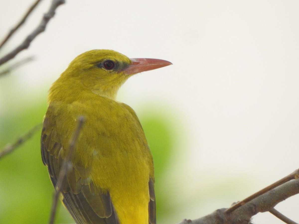 Indian Golden Oriole - ML615809709