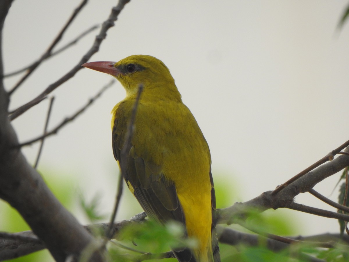 Indian Golden Oriole - ML615809710