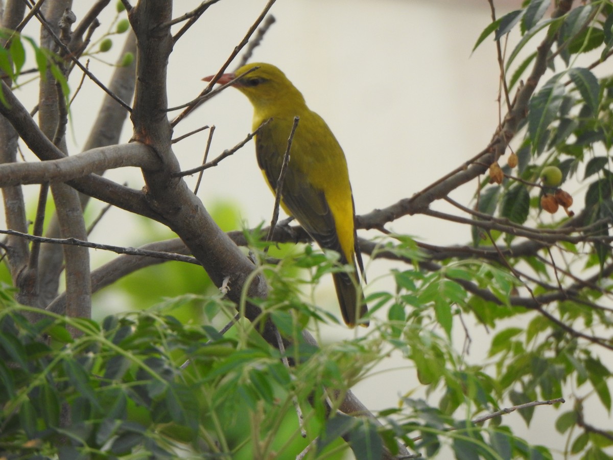 Indian Golden Oriole - ML615809713
