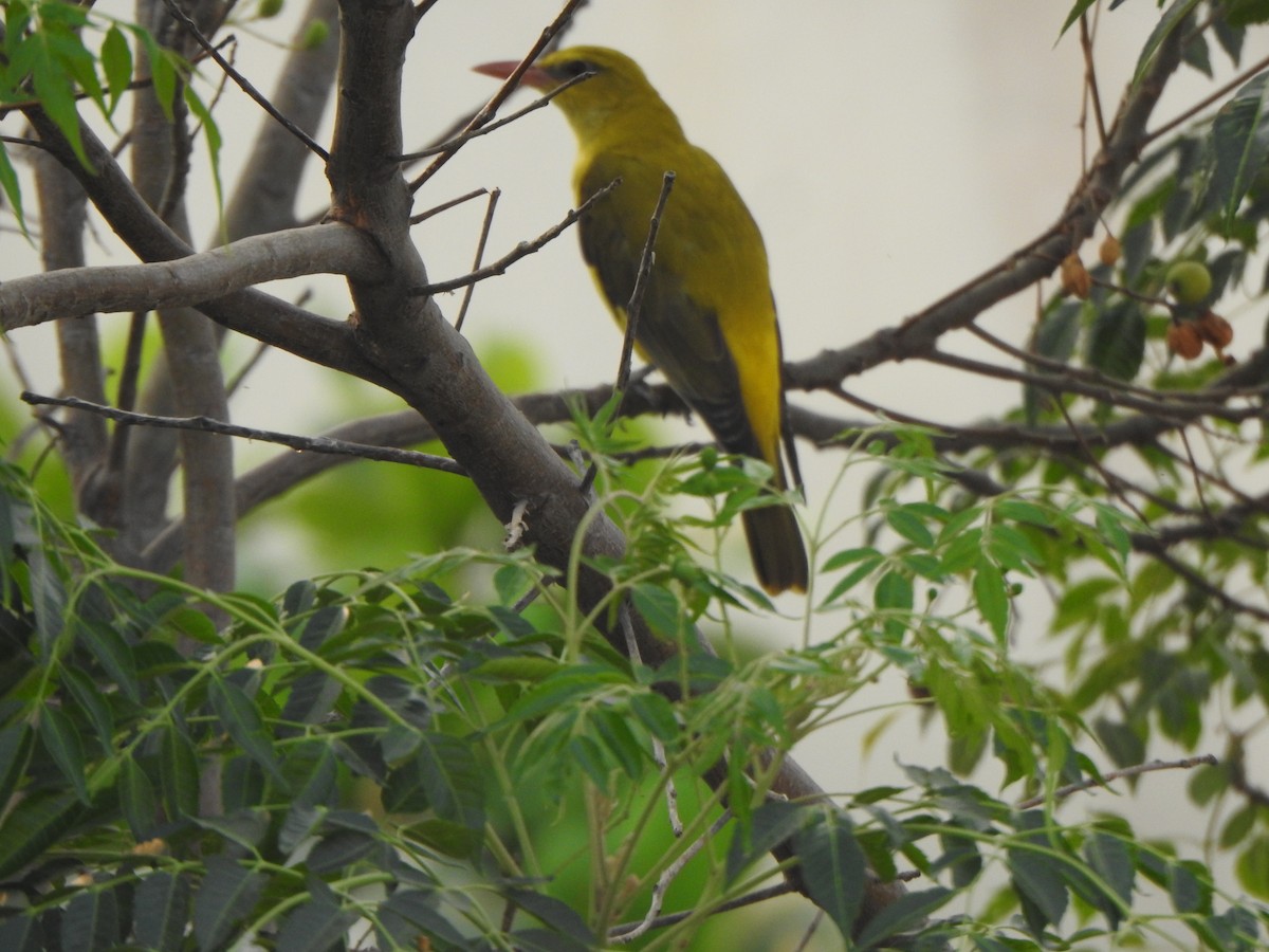 Indian Golden Oriole - ML615809714